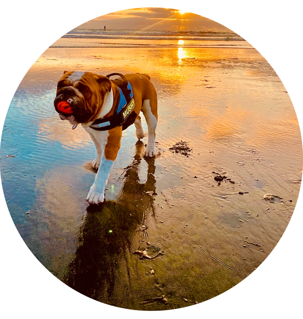 Services Sunset Cliffs Animal Hospital